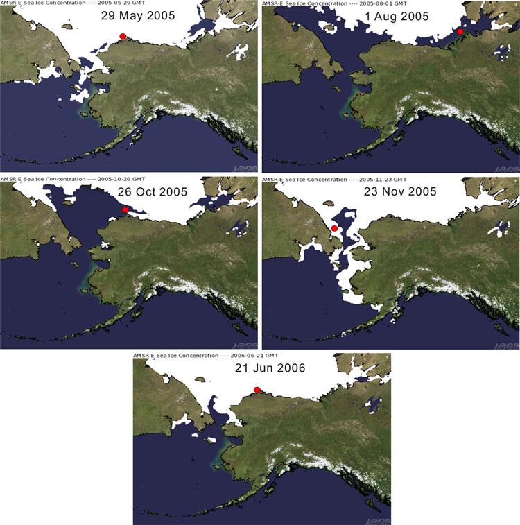 1104 Polar Biol (2010) 33:1095 1109 Fig. 8 Movements of an adult male ringed seal tracked from the breeding season of 2005 through the breeding season of 2006.