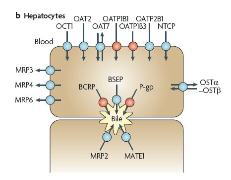 Simvastatin-induced myopathy increased due to increased plasma exposure - OATP1B1 polymorphism