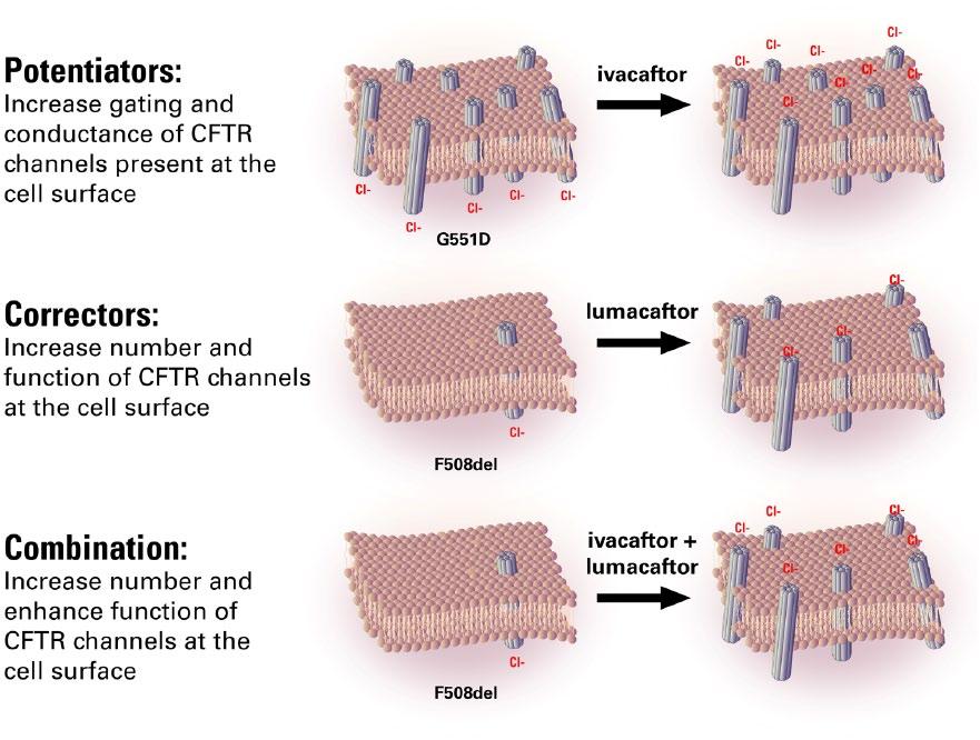 Therapeutic Advances in Respiratory Disease 9(6) Figure 1. Small molecule modulators of cystic fibrosis transmembrane conductance regulator (CFTR) function include potentiators and correctors.