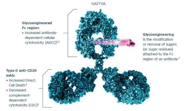 MoA: Gazyva (glycoengineered anti-cd20 MAb) Optimized for enhanced ADCC and ADCP Product profile Gazyva is a type II anti-cd20 antibody with a glycoengineered Fc portion to enhance binding to the