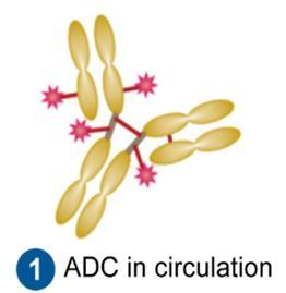 ADC designed for targeting microtubule inhibitor MMAE to cells expressing CD79b Linker is stable in the bloodstream but