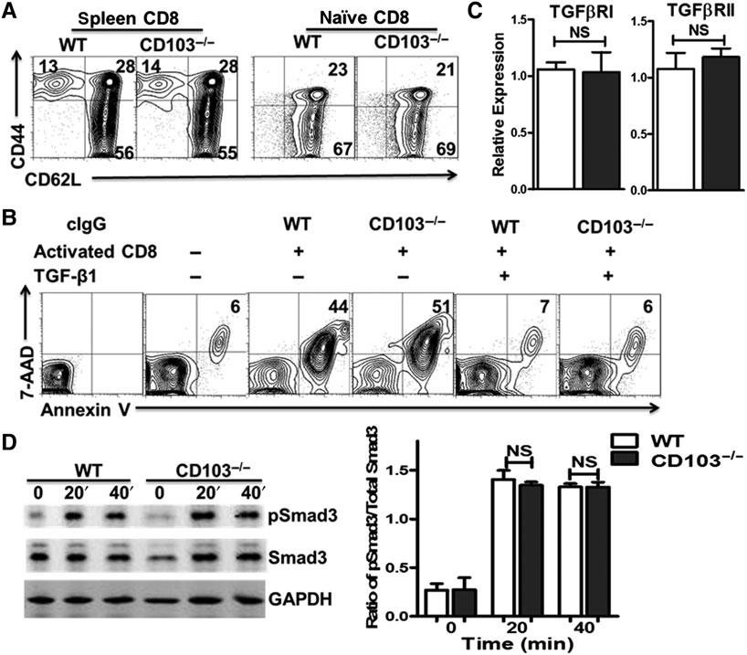 88 Journal of Molecular Cell Biology Liu et al. Figure 5 Lower levels of Foxp3 induction on CD8 + cells isolated from CD103 2/2 mice are not due to the reduced response to TGF-b.