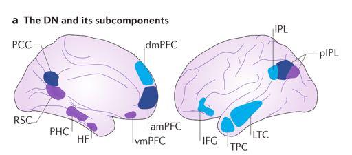 Brain mechanisms