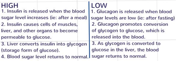 THE ENDOCRINE SYSTEM Station 5 Feedback Diagram of Blood Sugar Levels Directions: Use the