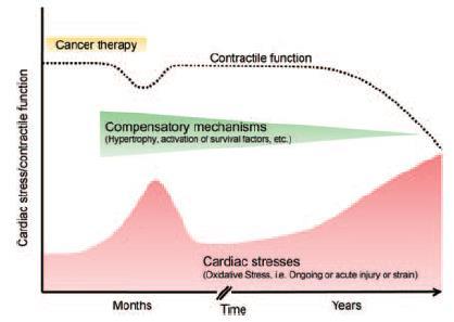 Temporal effects of cardiotoxic