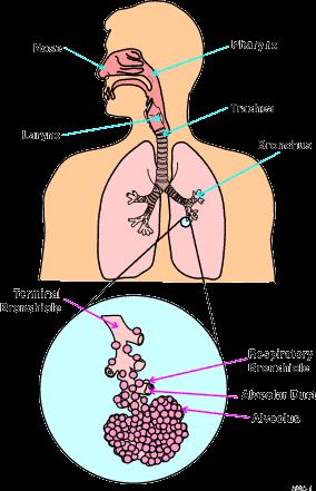 Respiratory passageways A/ Conducting zone upper respiratory tract (passageways) nasal cavity, nasopharynx, larynx lower respiratory tract trachea,