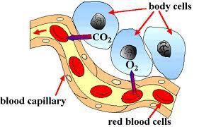 respiration: exchange of gases between blood and cells of the body cellular