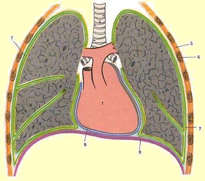 Pleura, (intra)pleural space lungs lined with a thin membrane pleura