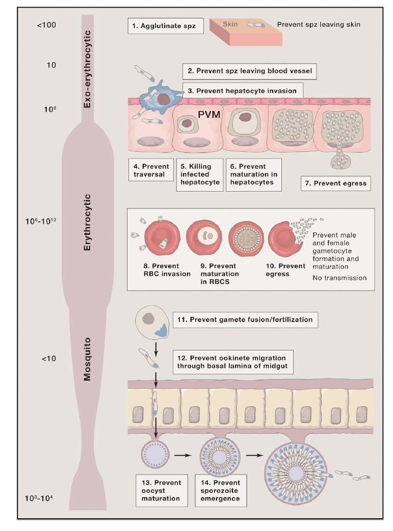 Vaccine targetable processes within the malaria life cycle bottlenecks approach