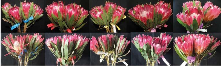 Cape Flora Figure 1: Images of Protea cv.