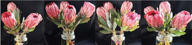 Cape Flora Figure 5: Flower quality and leaf blackening in Protea cv.