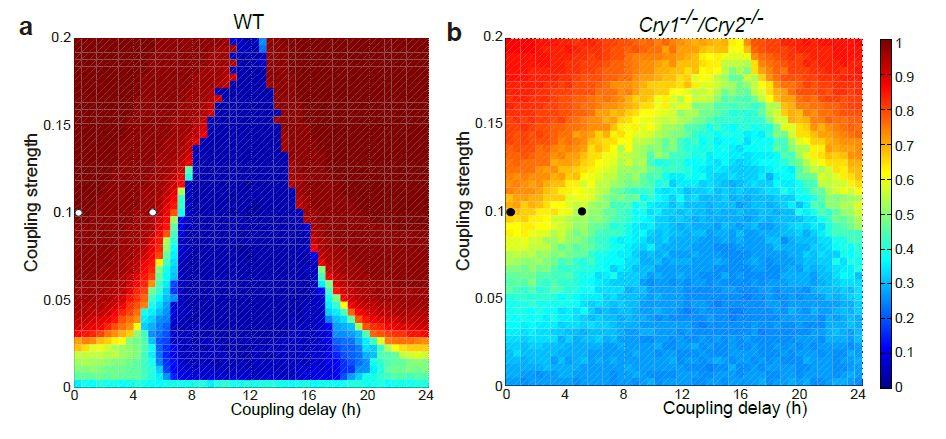 Synchronization of noisy oscillators (WT and DKO) CV about 1 CV above 1 Better sync for WT