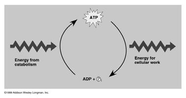 ATP: The energy currency of the cell The ATP Cycle: