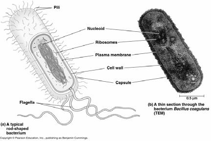 inside cell, the nucleus