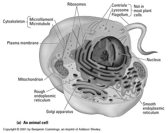 bacterial) Prokaryotic Cell