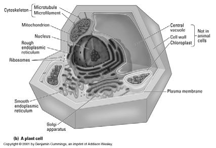 Plant Cell Why are cells so small? i.e. What are the determinants of cell size?