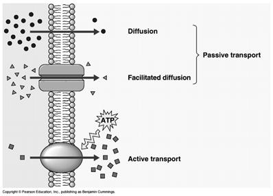 Active Transport of Large  - Endocytosis moving