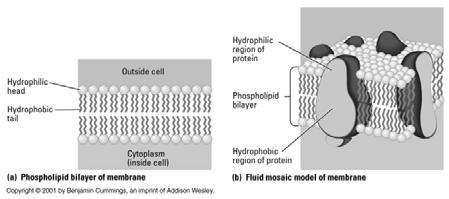 The Plasma Membrane What Controls all this Transport in Living Cells?