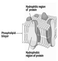 Mosaic Model of Membrane Structure: General Properties Phospholipid bilayer: 50% Backbone