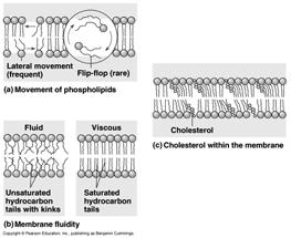 Integral and peripheral cytosolic and exoplasmic faces Free movements of: lipids proteins