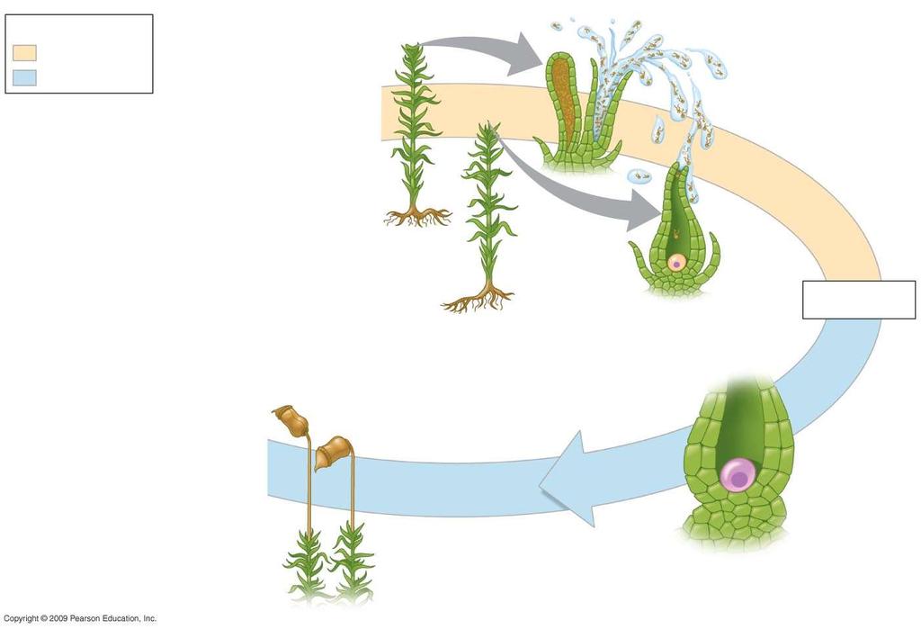 Key Haploid (n) Diploid (2n) Male Gametophytes (n) 1 Sperm (n) Female gametangium Female 1