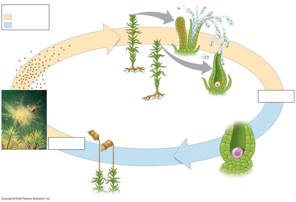 Key Haploid (n) Diploid (2n) 5 Mitosis and development Male Gametophytes (n) 1 Sperm (n) Female gametangium Spores