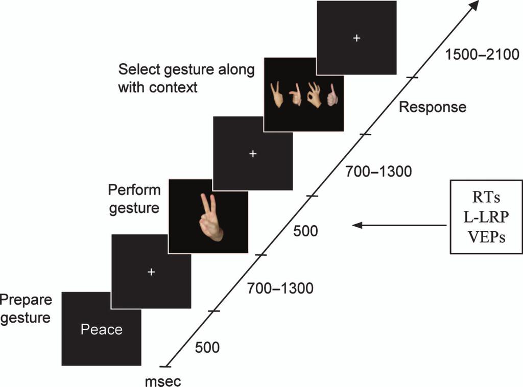 Figure 1. Time course of a typical trial of the go/no-go task in Experiment 1. In each trial, an initial word cue indicated one of four possible hand gestures ( OK, peace, thumbs-up, point ).
