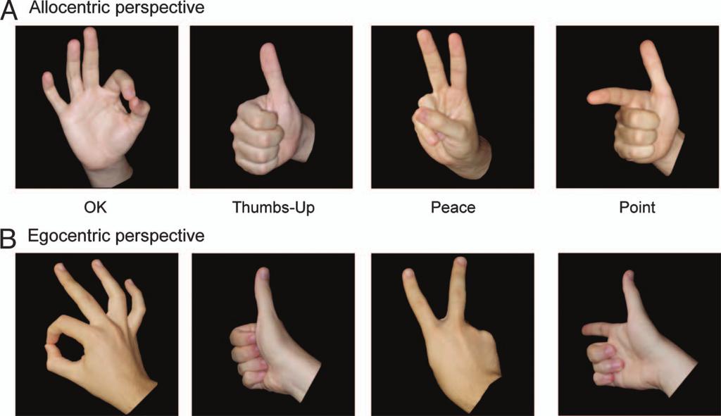Go cues consisted of a static image of a hand gesture that either matched (congruent) or did not match (incongruent) the cued and executed action.