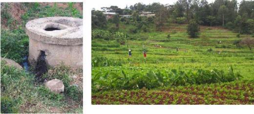 Agriculture in Urban Nairobi: Sewage Left: broken sewage main in field. Right: lush fields.