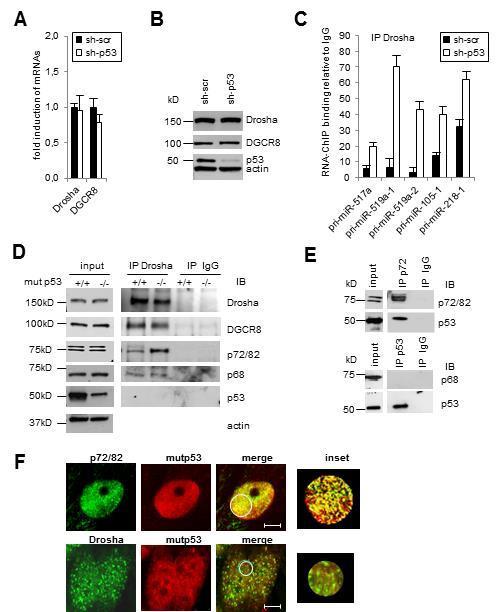 that p72/82 positively regulates the processing of mirnas downregulated at posttranscriptional level by mutp53.