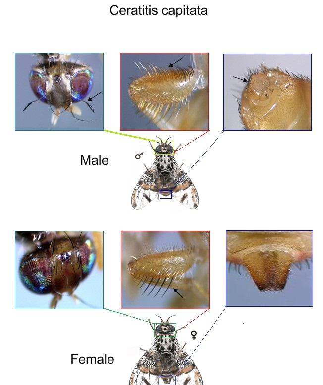 Figure 1.2 - Sexual dimorphism in C.capitata is manifested in morphological differences between the sexes.