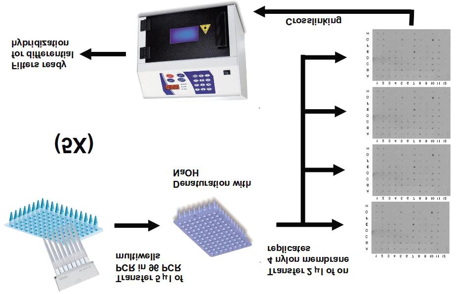 (a) The PCR is performed with NP2Rs primer on samples