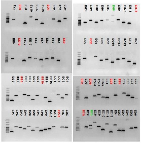 Plate E SSH-MOS XYXX-XX 8-10h Figure 2.11 Gel electrophoresis of PCR products obtained with NP2Rs primers amplification of cdna clones from bacterial sample of plate E.