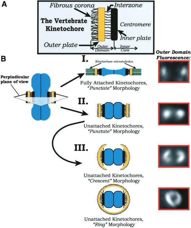Microtubules Change Kinetochore Assembly Figure 8. (A) Schematic diagram of the vertebrate kinetochore. Structural domains are labeled according to the model prese nted by Rieder and Salmon (1998).