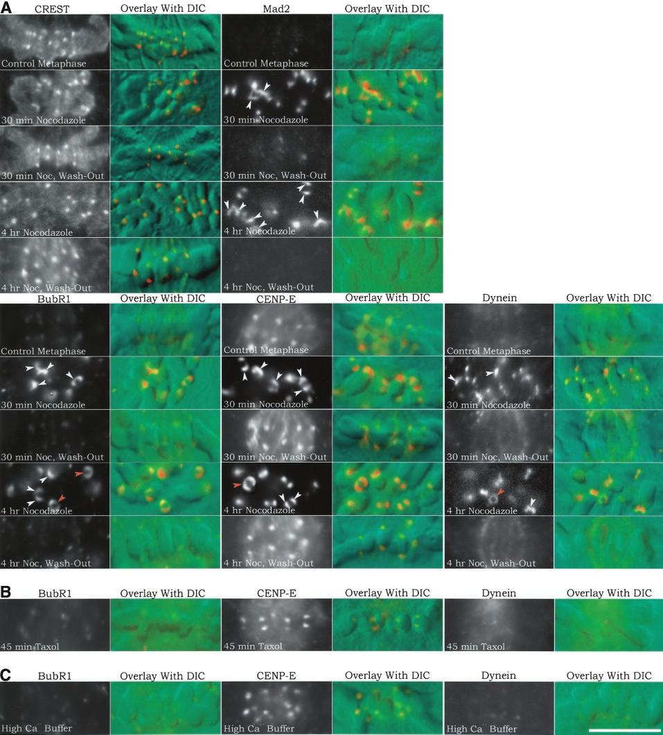 D.B. Hoffman et al. Figure 6. Kinetochore immunofluorescence and corresponding chromosome DIC image overlays of PtK1 cells treated with nocodazole, taxol, or high Ca 2 buffer.