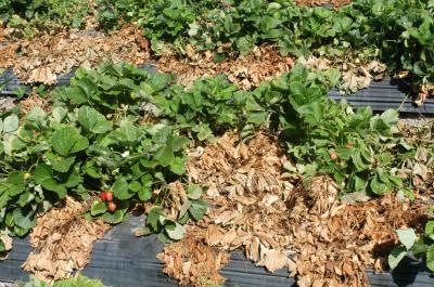 Diagnosing Strawberry Root and Crown Diseases?