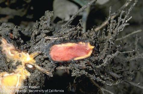 Anthracnose Crown and Root Rot Little is known about how it survives in the soil Grows also on decaying tissue and