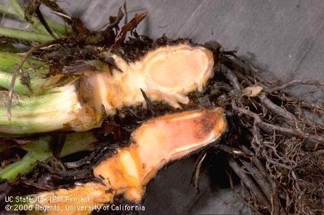 Phytophthora Crown and Root Rot Phytophthora