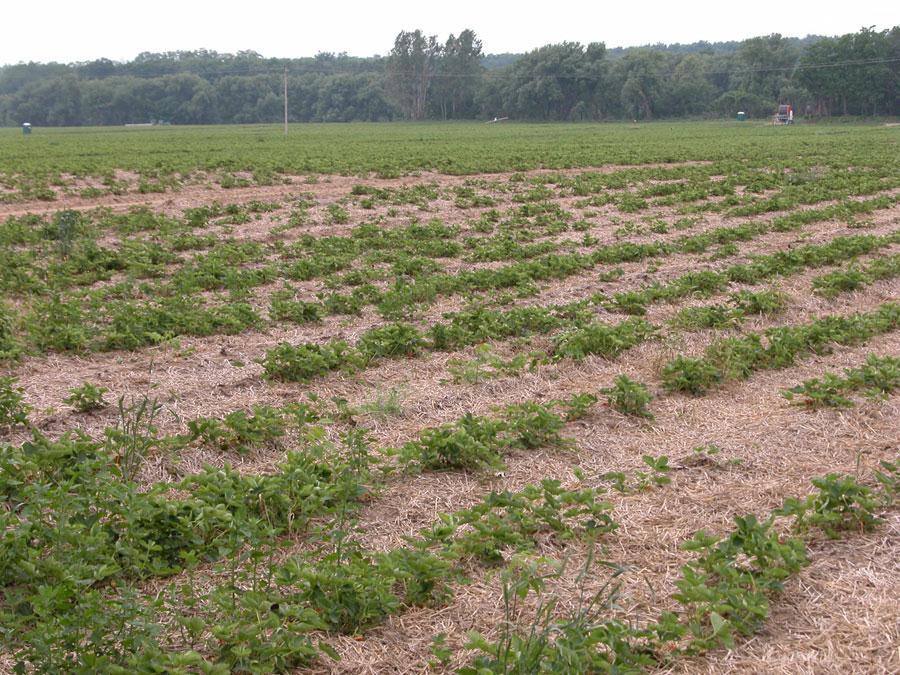 Strawberry Nematodes: Soil-borne endo- and