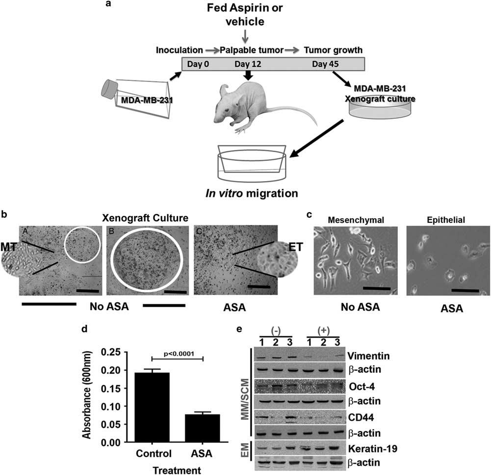Figure 6 Effects of ASA on morphology and functional behavior of MDA-MB-231 tumor xenograft cells in vitro and in vivo.