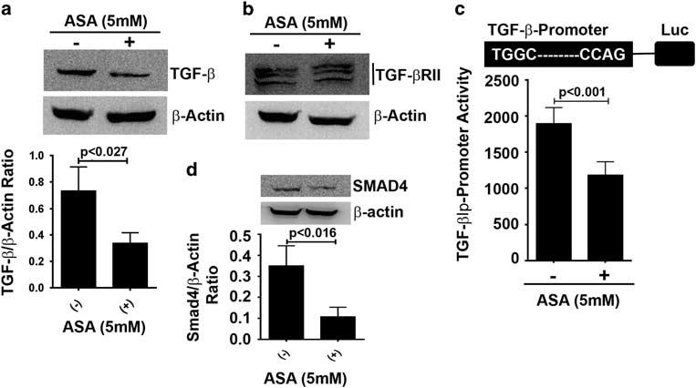Figure 7 ASA inhibits TGF-β-SMAD4 signaling in MDA-MB-231 cells. (a) Western blot of TGF-β in control and ASA-treated MDA-MB-231 cells.