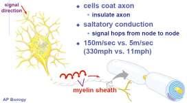 Myelin Sheath Made of Schwann cells Cells coat axon Insulates axon Saltatory conduction