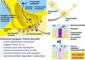 across synapse conducts the signal chemical signal across synapse Stimulus for