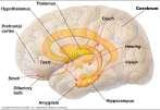 specialization Regions of the cerebrum are specialized for different functions Lobes Frontal Temporal Occipital Parietal Limbic system