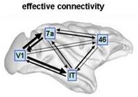 Brain connectivity measures Anatomical connectivity: presence of axonal connections that determines which neural units can directly interact with each other (Stephan et al 2008).