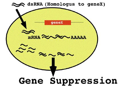 , "Genome-wide RNAi analysis of