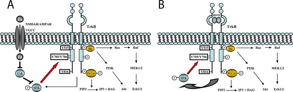 FIGURE 8. Model of mutual regulation of SFKs and TrkB signaling. A, SFKs are essential for zinc-induced transactivation of TrkB.