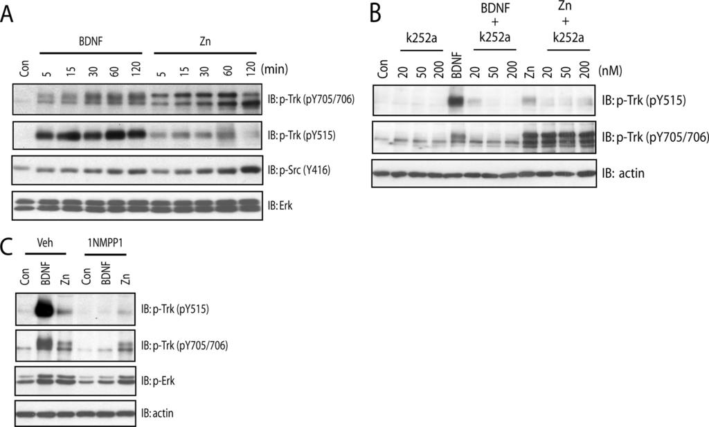 FIGURE 1. Zinc increases phosphorylation of Tyr-705/Tyr-706 in a TrkB kinase-independent mechanism.
