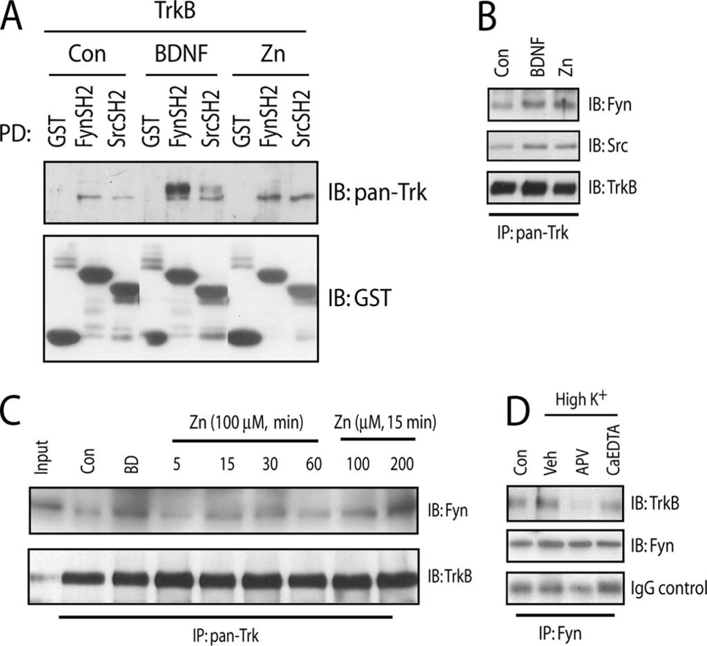 FIGURE 3. Phosphorylation of Tyr-705/Tyr-706 promotes zinc-induced transactivation of TrkB. A, Src directly phosphorylated TrkB in a cell-free system.
