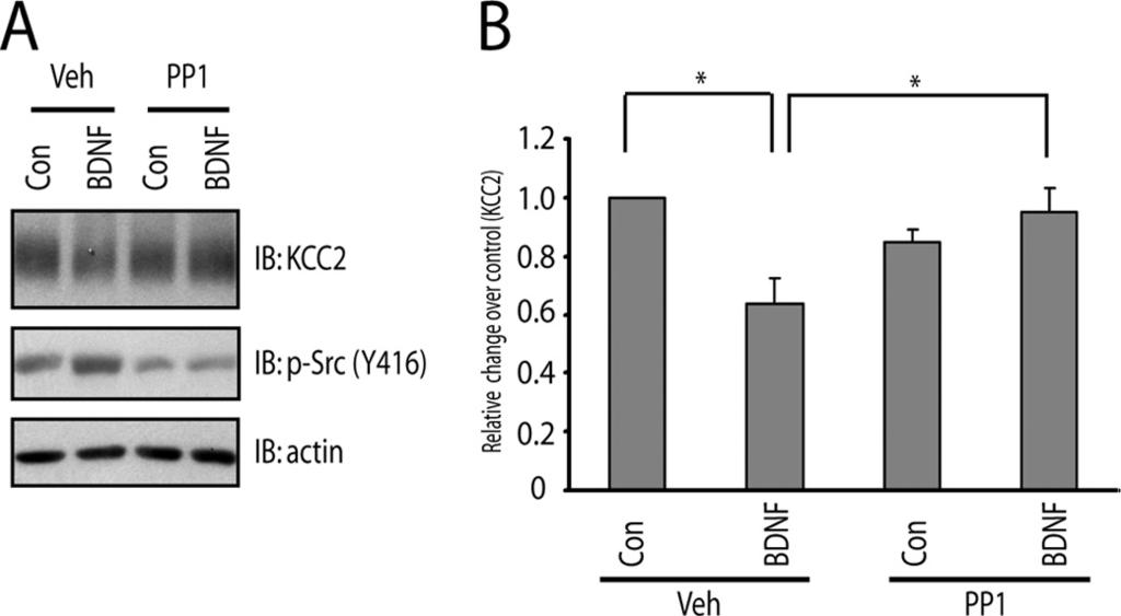 FIGURE 7. SFKs are required for BDNF-induced down-regulation of Cl, K co-transportor (KCC2) expression. E18 rat cortical neurons were maintained in vitro for 21 days.